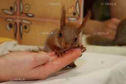 Білочки для утримання на ділянці і вдома - VDALA.PRO