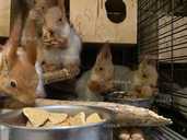 Білочки для утримання на ділянці і вдома - 2 Білочки для утримання на ділянці і вдома - VDALA.PRO - 2