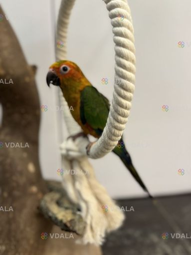 Ручний Аратинга Сонячний Ручний Аратинга Сонячний - VDALA.PRO