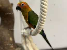 Ручний Аратинга Сонячний - VDALA.PRO