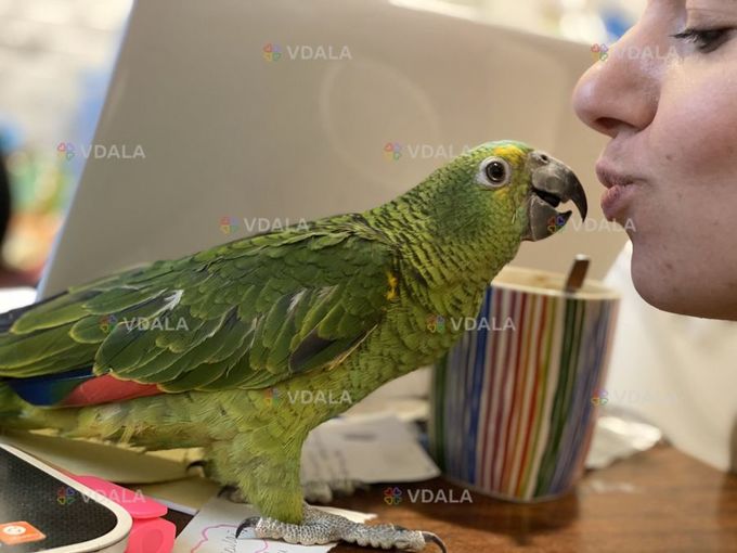 Амазон. Синьолобий амазон Амазон. Синьолобий амазон - VDALA.PRO