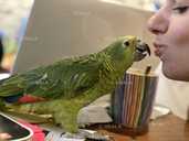 Амазон. Синьолобий амазон - 1 Амазон. Синьолобий амазон - VDALA.PRO - 1