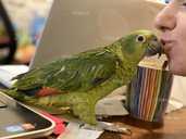 Амазон. Синьолобий амазон - 2 Амазон. Синьолобий амазон - VDALA.PRO - 2