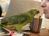 Амазон. Синьолобий амазон - 3 Амазон. Синьолобий амазон - VDALA.PRO - 3