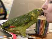 Амазон. Синьолобий амазон - 4 Амазон. Синьолобий амазон - VDALA.PRO - 4