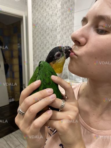 Каїк чорноголовий. Ручні талановиті малюки Каїк чорноголовий. Ручні талановиті малюки - VDALA.PRO