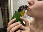 Каїк чорноголовий. Ручні талановиті малюки - 1 Каїк чорноголовий. Ручні талановиті малюки - VDALA.PRO - 1