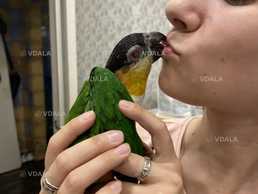 Каїк чорноголовий. Ручні талановиті малюки - VDALA.PRO