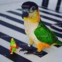 Каїк чорноголовий. Ручні талановиті малюки - 3 Каїк чорноголовий. Ручні талановиті малюки - VDALA.PRO - 3