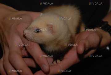 Зверек фуро или фретка - VDALA.PRO