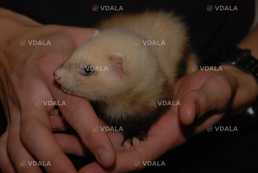 Зверек фуро или фретка - VDALA.PRO