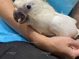 Пташеня викормиш какаду Тритон - дівчинка - VDALA.PRO