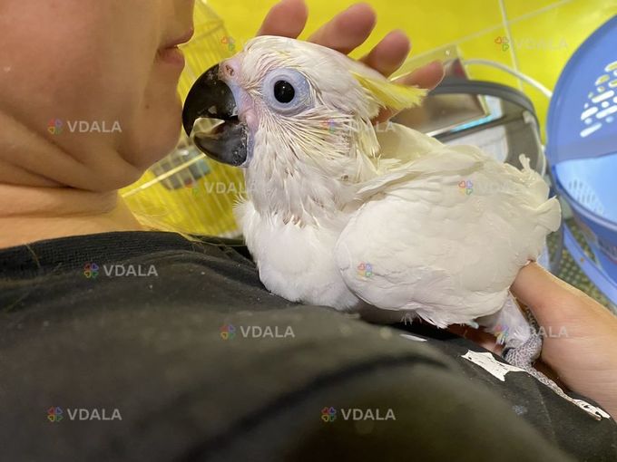 Какаду Тритон. Самец Какаду Тритон. Самец - VDALA.PRO