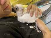 Какаду Тритон. Самец - 3 Какаду Тритон. Самец - VDALA.PRO - 3