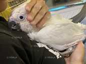 Какаду Тритон. Самец - 4 Какаду Тритон. Самец - VDALA.PRO - 4