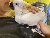 Какаду Тритон. Самец - 5 Какаду Тритон. Самец - VDALA.PRO - 5