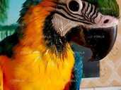 Птенцы сине-жёлтого ары - 1 Птенцы сине-жёлтого ары - VDALA.PRO - 1