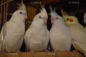 Папуги корели або німфи - 3 Папуги корели або німфи - VDALA.PRO - 3