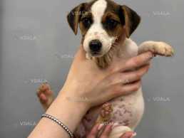 Джек Рассел терьер редкого бело черного окраса - VDALA.PRO