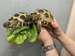 Сухопутні черепашки Мотя і Мітя - VDALA.PRO