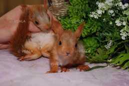 Білка Кримська. Ручні та вольєрні білки - VDALA.PRO