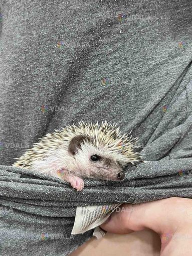 Чудовий друг для вас і вашої родини Чудовий друг для вас і вашої родини - VDALA.PRO