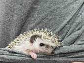 Чудовий друг для вас і вашої родини - 1 Чудовий друг для вас і вашої родини - VDALA.PRO - 1