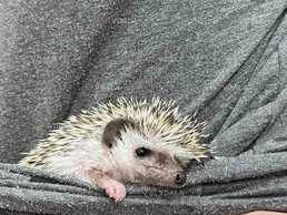 Чудовий друг для вас і вашої родини - VDALA.PRO