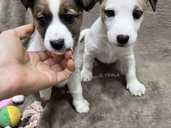 Парсон-рассел-тер'єр - VDALA.PRO - 1