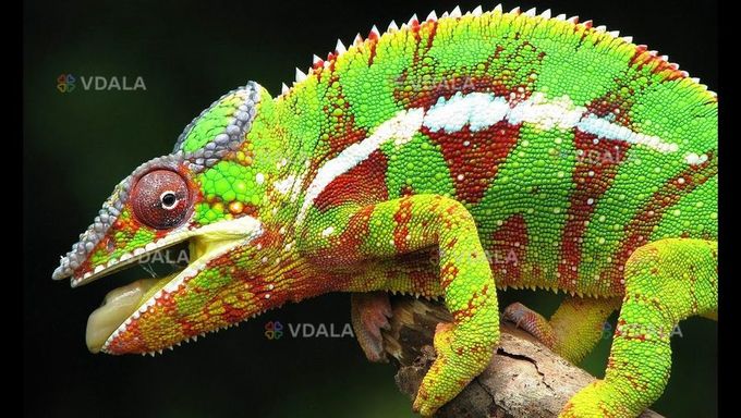 Пантеровые хамелеоны подростки - VDALA.PRO