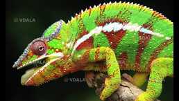 Пантеровые хамелеоны подростки - VDALA.PRO