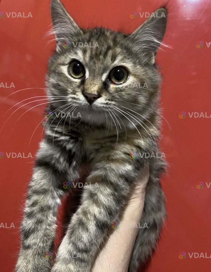 Котенок девочка ищет дом Котенок девочка ищет дом - VDALA.PRO