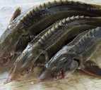 Осетр свежемороженый, аквакультура, навеска 5 - 7 кг (цена за 1кг) - VDALA.PRO - 1