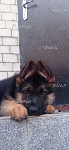 Цуценята Вівчарки - VDALA.PRO