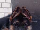 Цуценята Вівчарки - VDALA.PRO - 1