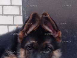 Цуценята Вівчарки - VDALA.PRO