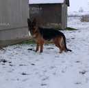 Цуценята Вівчарки - VDALA.PRO - 2