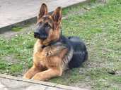 Цуценята Вівчарки - VDALA.PRO - 4