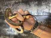 Тонкохвостый полоз гет альбино - 1 Тонкохвостый полоз гет альбино - VDALA.PRO - 1