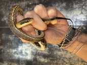 Тонкохвостый полоз гет альбино - 2 Тонкохвостый полоз гет альбино - VDALA.PRO - 2