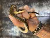 Тонкохвостый полоз гет альбино - 3 Тонкохвостый полоз гет альбино - VDALA.PRO - 3