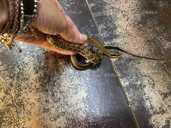 Тонкохвостый полоз гет альбино - 4 Тонкохвостый полоз гет альбино - VDALA.PRO - 4