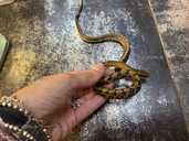 Тонкохвостый полоз гет альбино - 5 Тонкохвостый полоз гет альбино - VDALA.PRO - 5