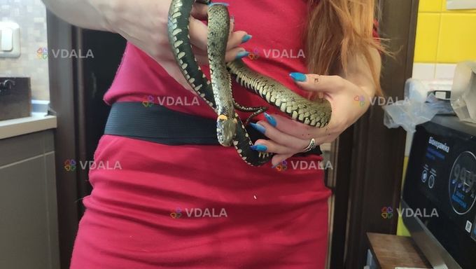 Уж обыкновенный Уж обыкновенный - VDALA.PRO