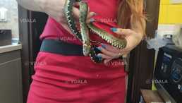 Уж обыкновенный - VDALA.PRO