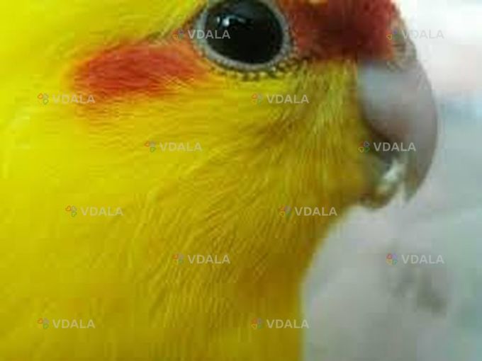 Какарик Какарик - VDALA.PRO