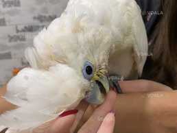 Кaкaду - птенец выкормыш - VDALA.PRO