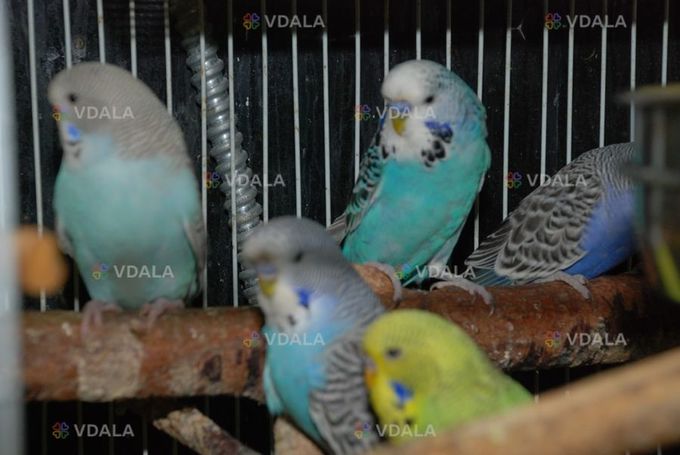 Волнистый попугай Чех Волнистый попугай Чех - VDALA.PRO