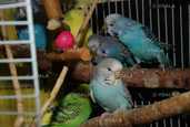 Волнистый попугай Чех - 2 Волнистый попугай Чех - VDALA.PRO - 2