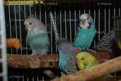 Волнистый попугай Чех - 4 Волнистый попугай Чех - VDALA.PRO - 4